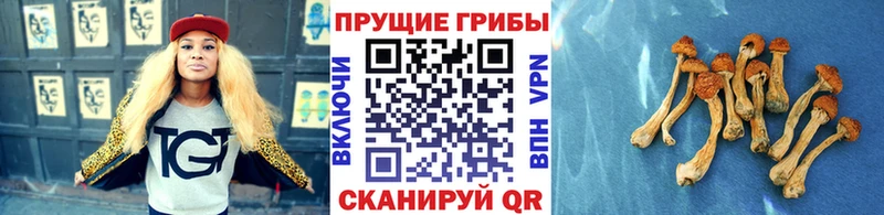 сколько стоит Верещагино Галлюциногенные грибы Cubensis